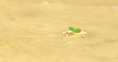 seeded lotka sprout